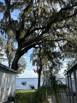 A Family Tree & Landscaping