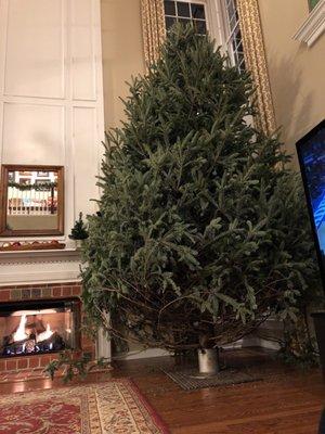 Kenny's Christmas Trees