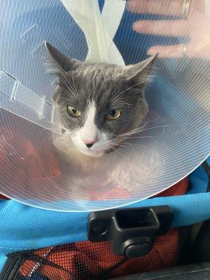 The Animal Clinic PC