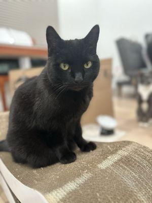 Minnie I adopted her from ACCT in September 2021 (yes I still have her!)