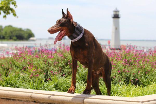 Monaco - handsome IGP3 titled Doberman Protection Dog at The Harbor in Rockwall
