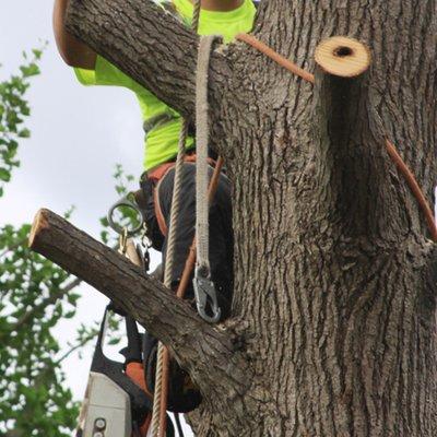 burbank-tree-service