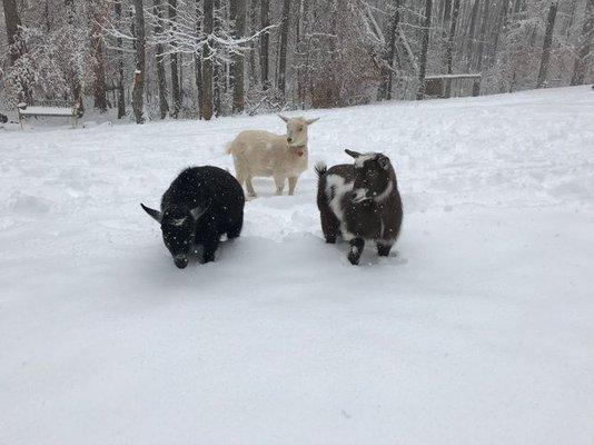 Unite Us Yoga and Therapeutics