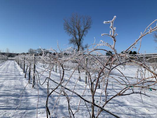 Winter in the vineyard