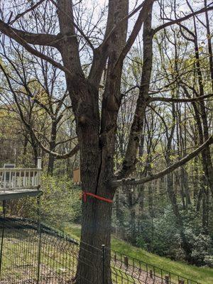 Boone tree experts