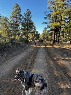 Buena Vista Trailhead - Moderate-Loop