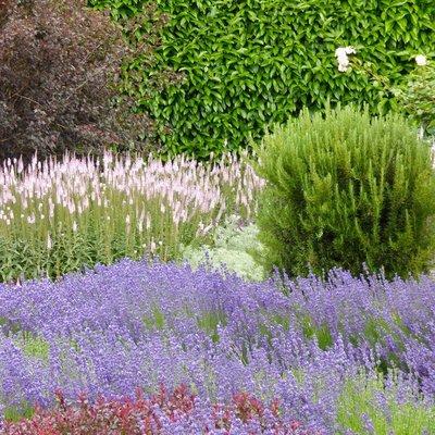 Lucchesi Plant & Soil Consulting