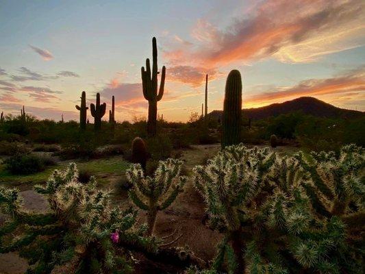 Saguaro and flowering cholla at sunset