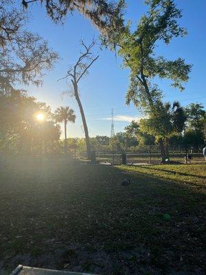 Arbor Park Dog Park