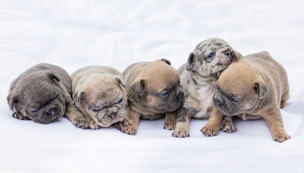 Patience's Puppies