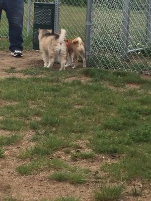 Nymore Dog Park