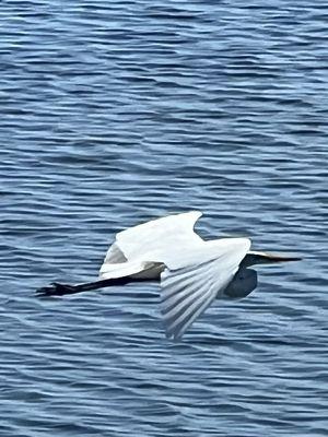 Great Egret