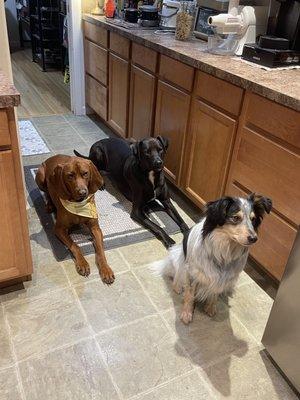 Town & Country Animal Clinic