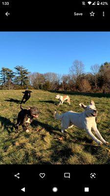 Atlantic K9 Training