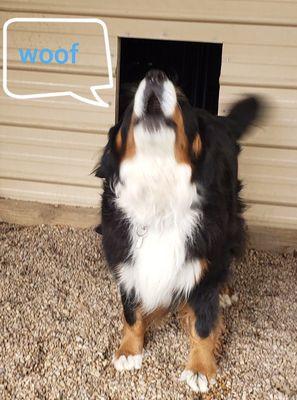 VHR Ranch Dog Grooming and Boarding