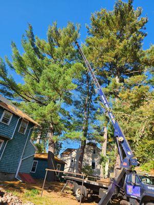 Najera Tree Services