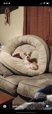 Pet palace pet sitting service