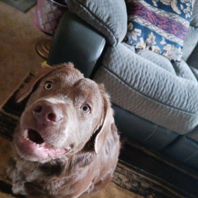 SPCA of the Triad
