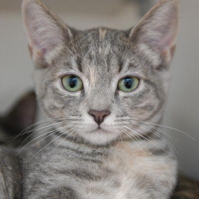 Nine Lives Foundation Cat Clinic