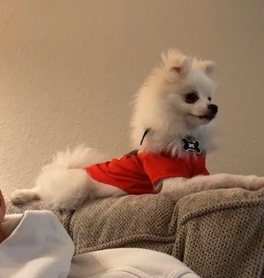 Paws Inn Pet Grooming