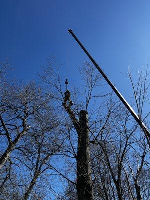 Whitetail Landscaping & Tree Service