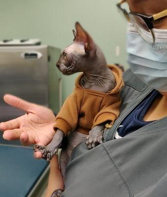 Sphynx kitty hanging out with Nicole