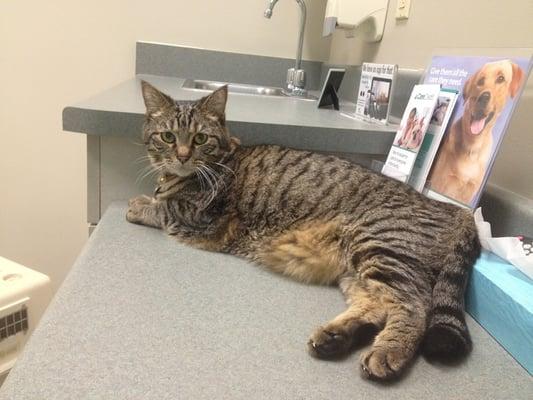 IndyVet Emergency & Specialty Hospital