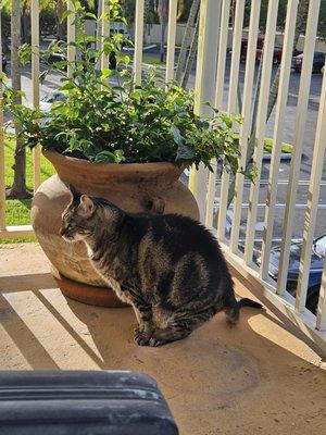 Lowenhaupt Kenneth Atty