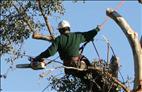Benfield Tree Service