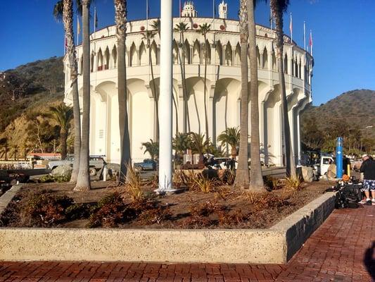 Diving in Catalina was so beautiful