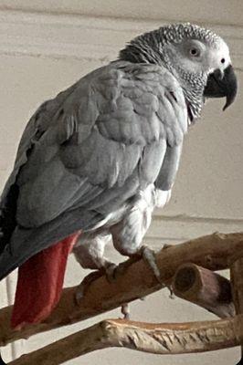 Island Bird Cat & Dog Vet Group