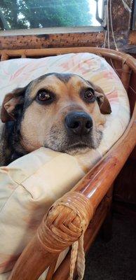 Top Dog Grooming and Express Wash