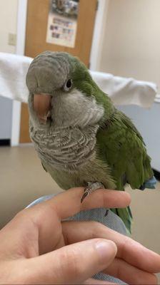 Chesapeake Animal Hospital