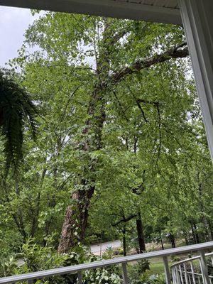 All American Tree Service