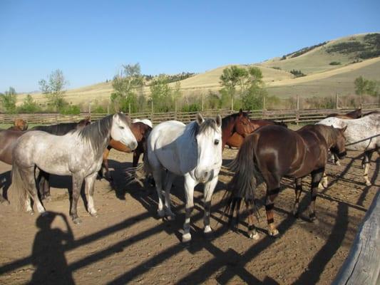 Rocking Z Guest Ranch