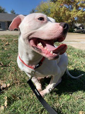 Saving Sylvie Rescue