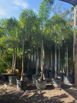 30 gallon, Foxtail Palm@$190 each included delivery and install cost. 10' in the ground height/planted/tall.