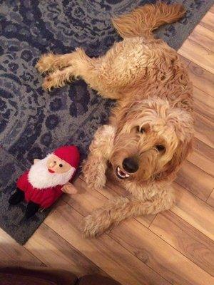 Forest Creek Kennels