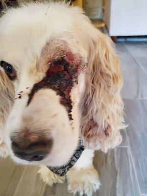 Bad surgical results.