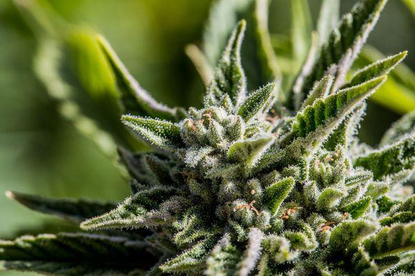 Almost ready for harvest!