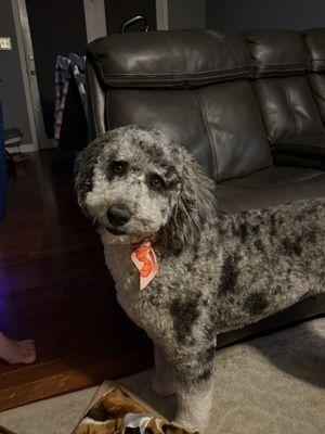 City Dogs Boarding and Playcare