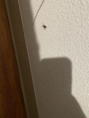 One of the many roaches in this spot.