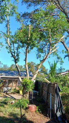 Bubba Shrubs Landscaping And Tree Service