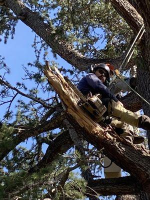 Urban Forest Solutions