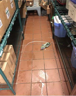 Jeremiah Cleaning & Janitorial Service