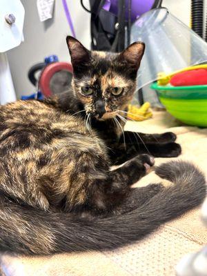 Big Easy Animal Rescue