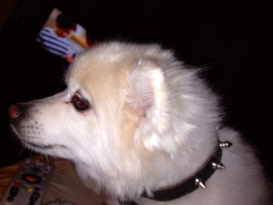 Paw Prints Pet Salon