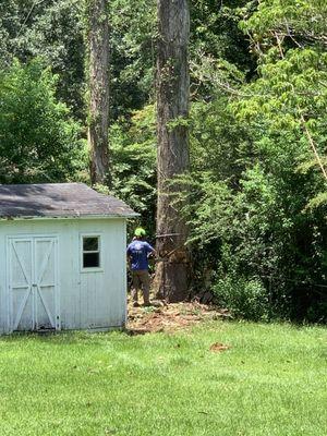 Southern Roots Tree Service