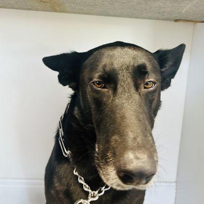 Barks & Recreation Inc