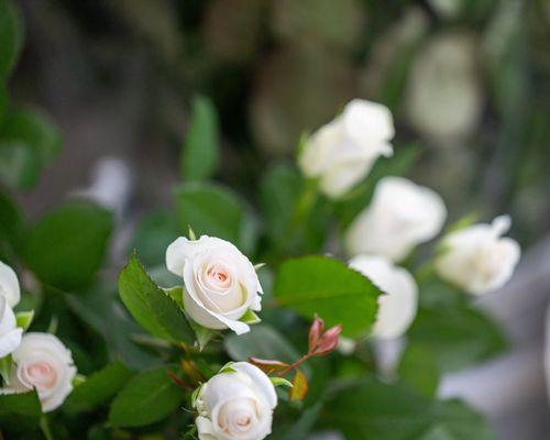 Solvang Farmers Market